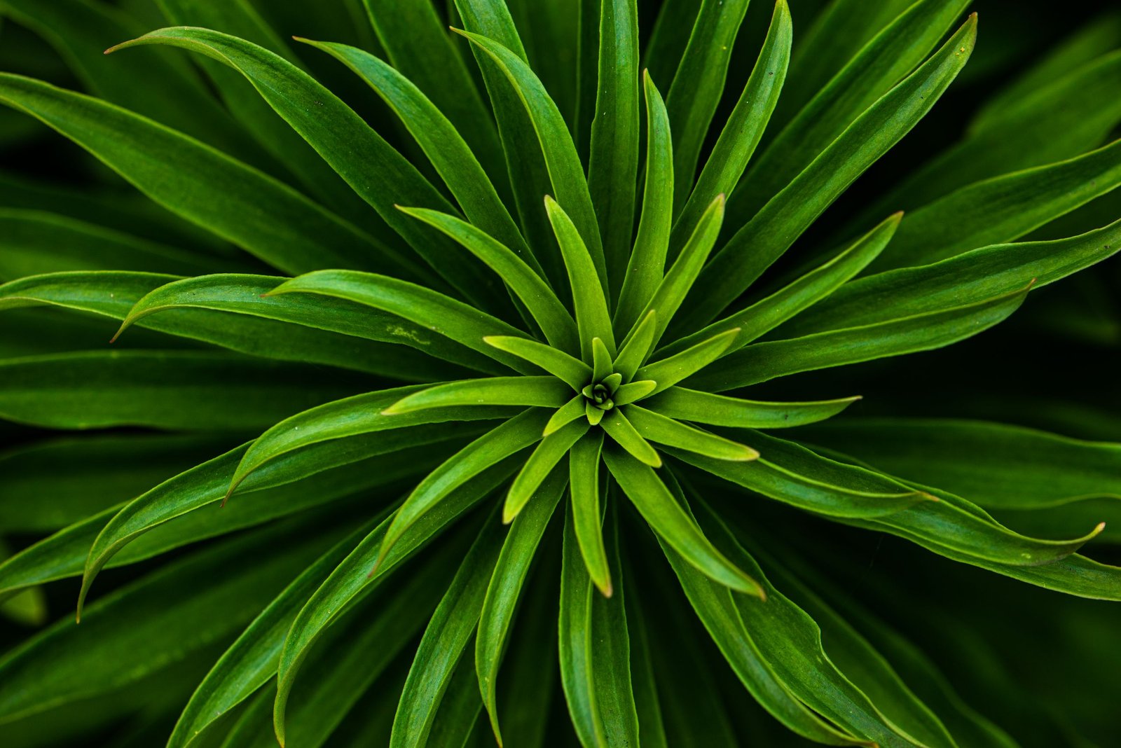 Detailed close-up of vibrant green leaves spiraling from the center, showcasing nature's beauty.
